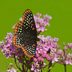 How to Identify a Baltimore Checkerspot Butterfly