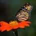 Grow a Rainbow Garden With Pollinator Plants