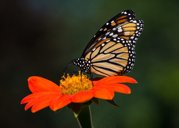 Grow a Rainbow Garden With Pollinator Plants