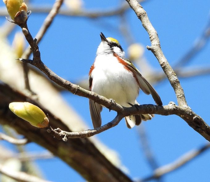 chestnut-sided warbler