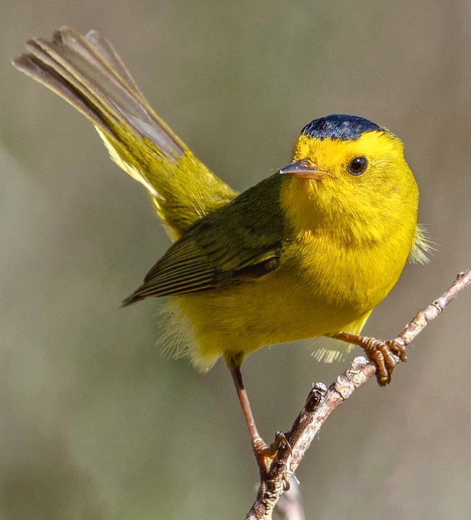 wilson's warbler