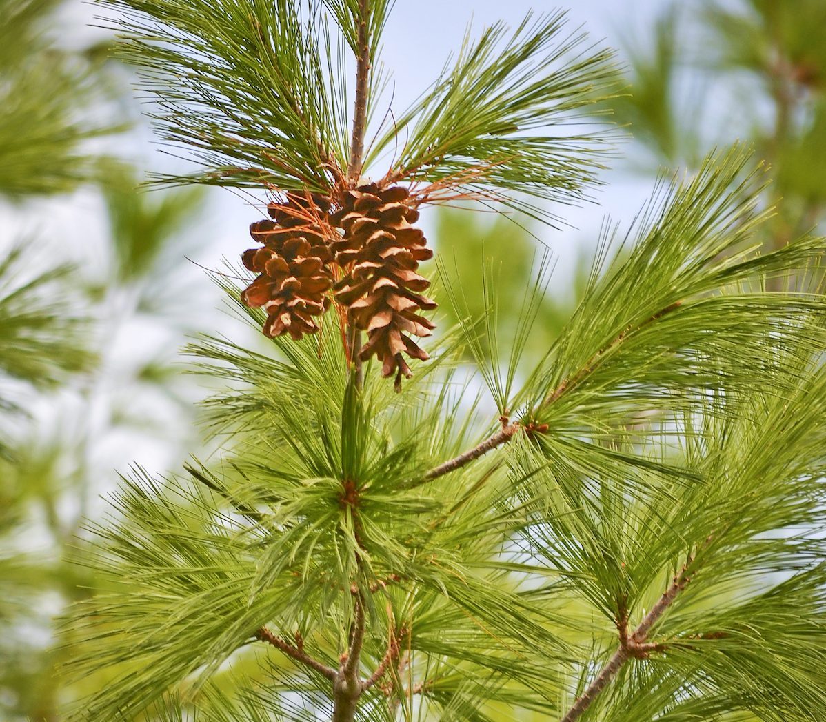 Eastern White Pine Pinus Strobus