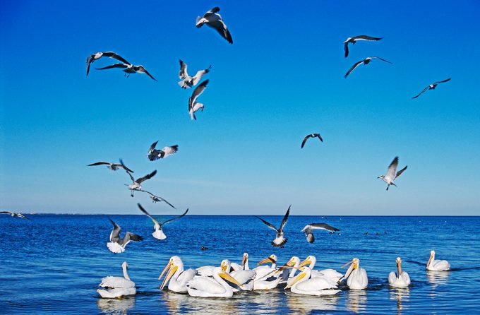 American White Pelican, Pelecanus Erythrorhynchos