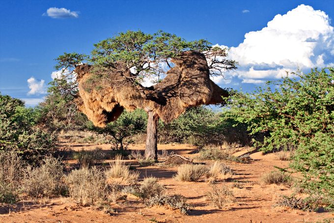 sociable weaver nest, bird behavior