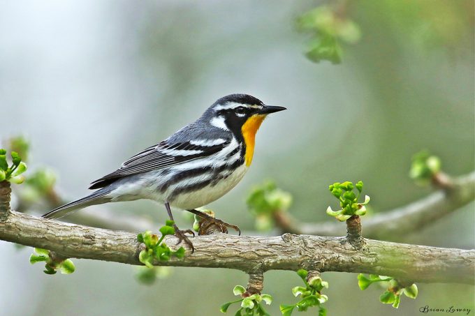 warbler in pin oak tree