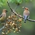 Cooperative Behavior: How Birds Help Each Other