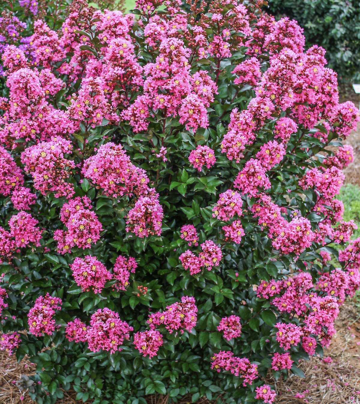 Crapemyrtle Bailey