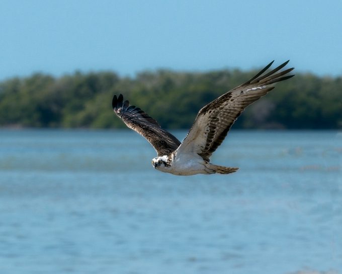 Eye contact with a low flying osprey, hawks migrate