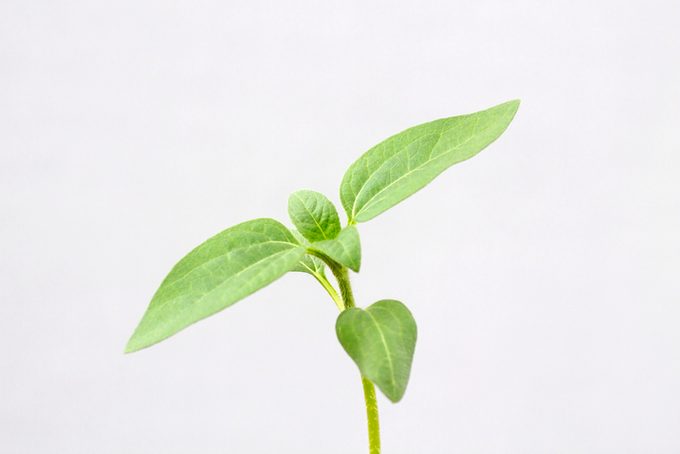 Sunflower plant
