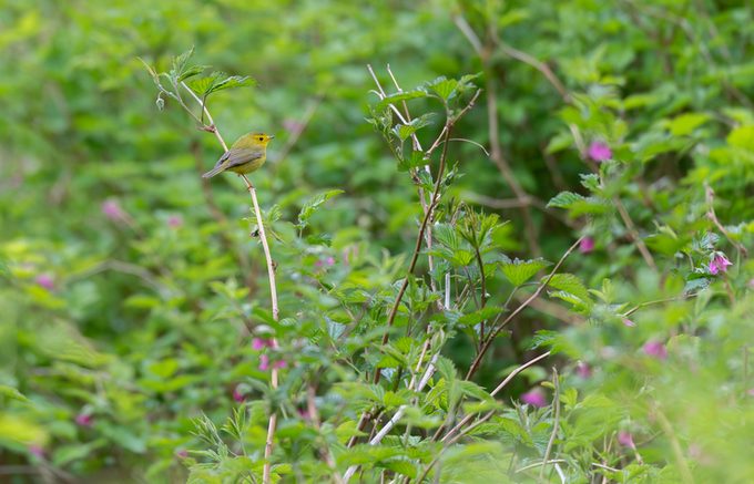 Wilson's Warbler Female in William Harvey Bay, Alaska