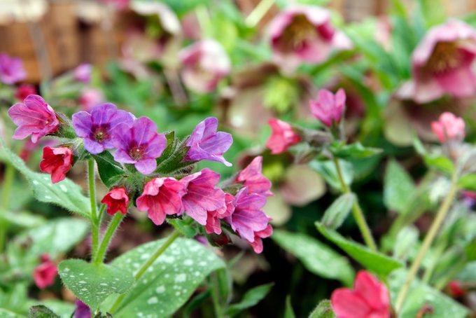 Pulmonaria and hellebore