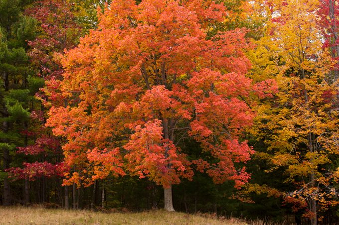 Red Maple Tree in Sleeping Bear Dunes