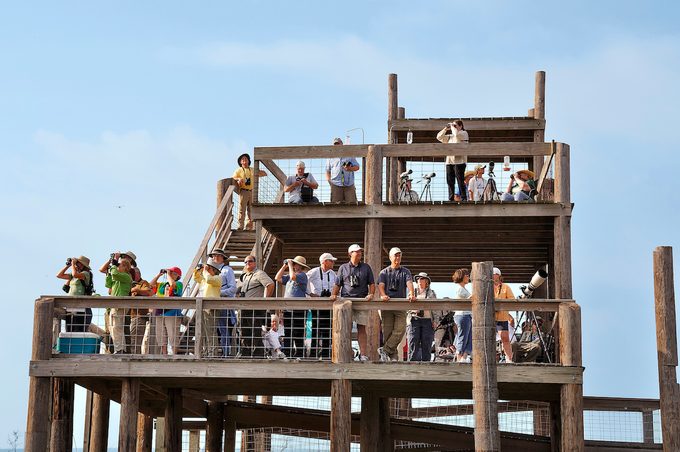 Hawkwatch Tower