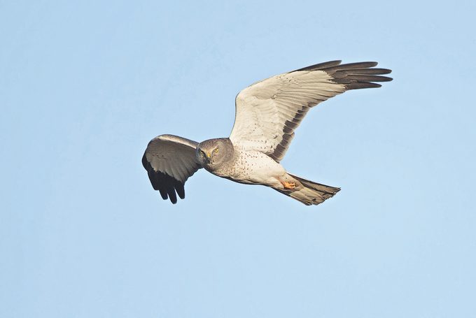 Nharrier4f 011415