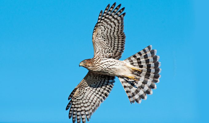 Juvenile Cooper's Hawk