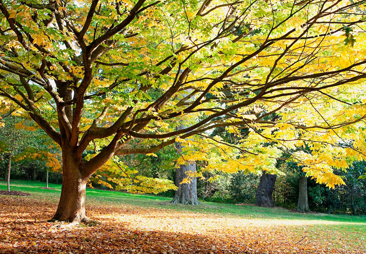 Japanese Zelkova (zelkova Serrata)