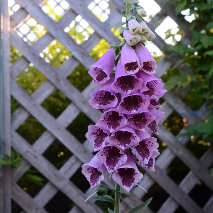 Digitalis Purpurea Sugar Plum foxglove