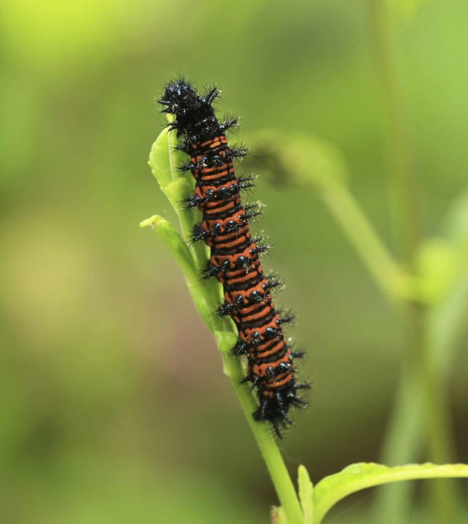 Baltimore,checkerspot,butterfly,caterpillar,eating,penstemon
