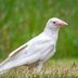 Is This White Bird an Albino Crow?