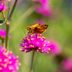 Grow Annual Gomphrena in Your Flower Garden