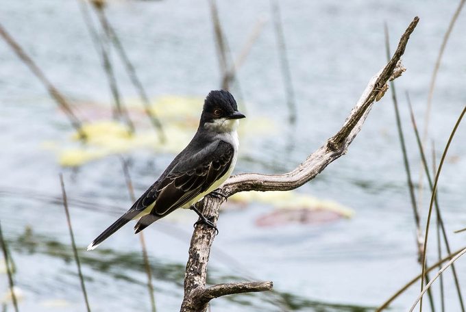 eastern kingbird