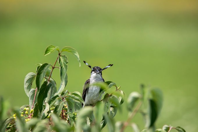 eastern kingbird