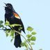 16 Fascinating Facts About Bird Sounds