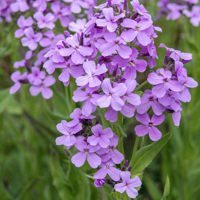 Rote Nachtviole 'hesperis Matronalis' dame's rocket vs phlox
