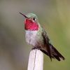 Hummingbirds 