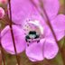 25 Pictures That Will Change How You See Bugs