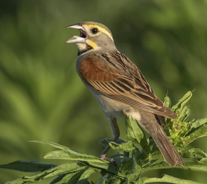 bird sounds Dickcissel