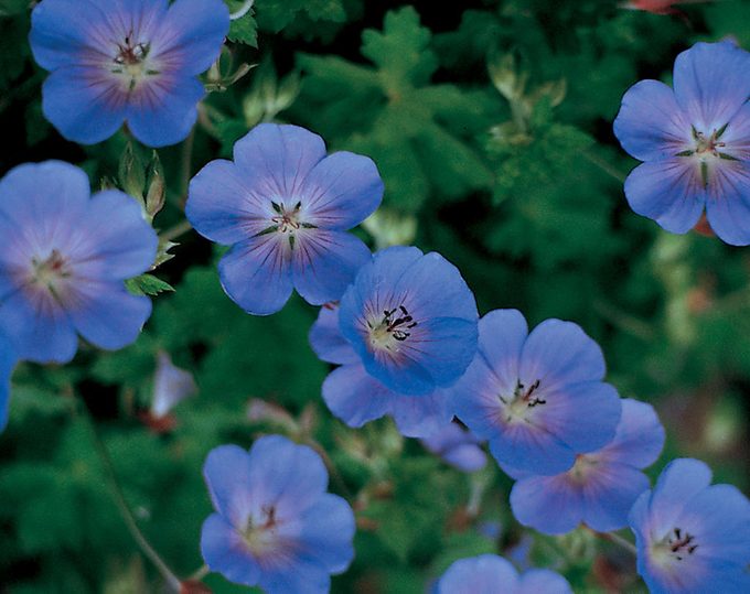 rozanne cranesbill hardy geranium