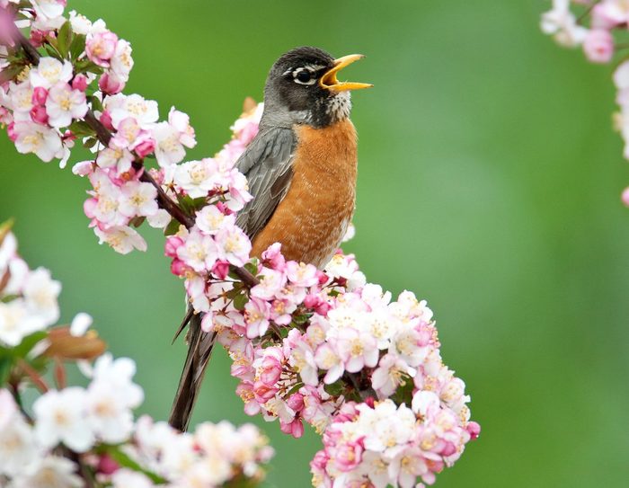 American Robin Bar1692