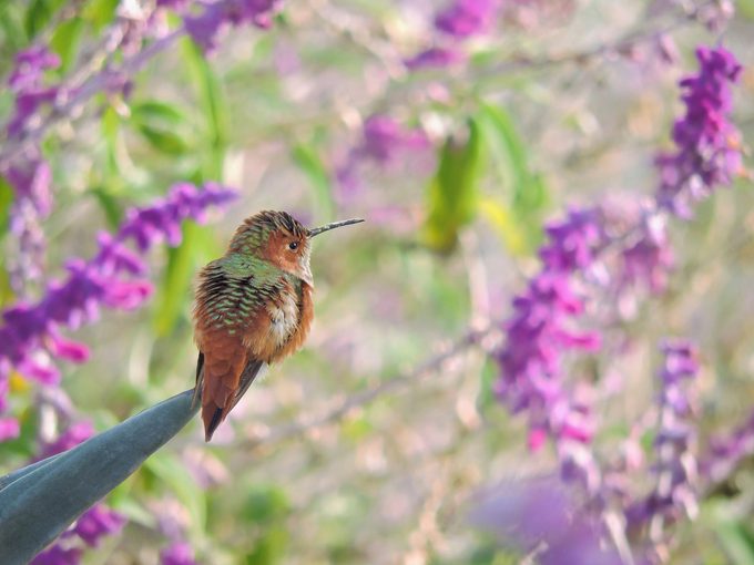 allen's hummingbird