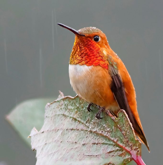 rufous vs allen's hummingbird