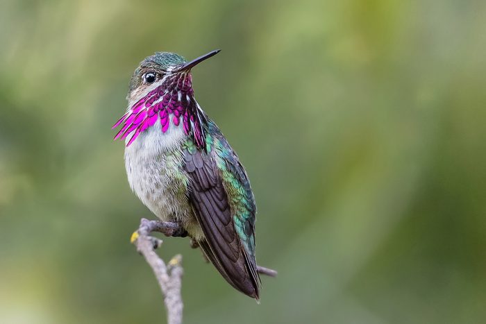 Calliope Hummingbird