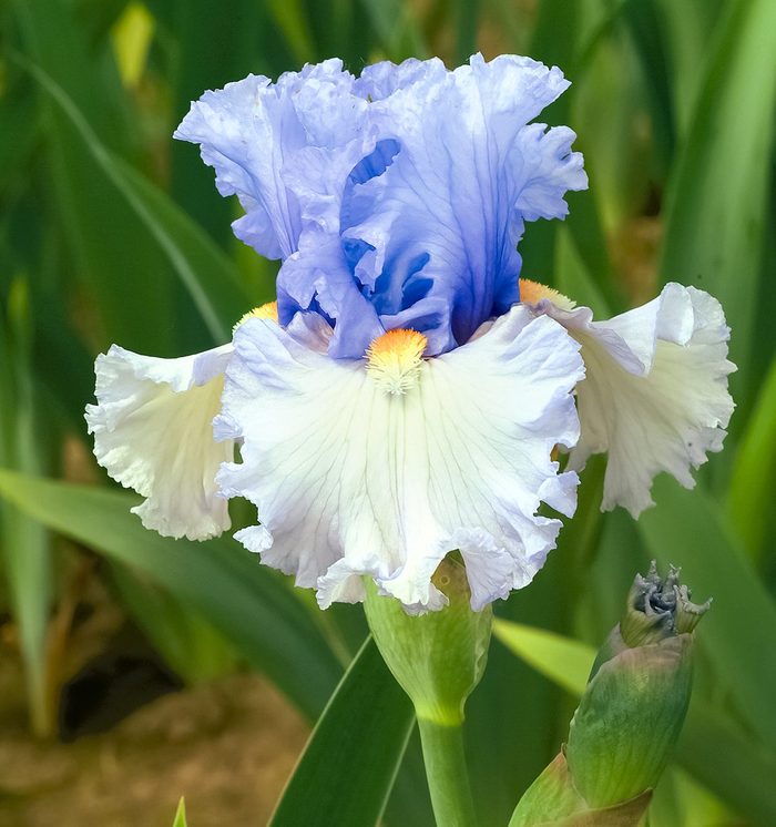 Iris German Adoregon