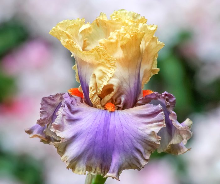 Iris German Air Of Mystery