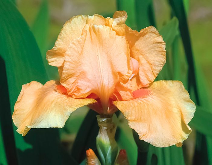 Iris German Many Mahalos