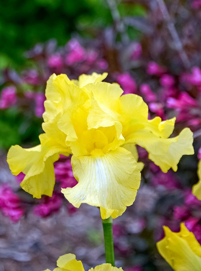 Ball Iris Harvest Of Memories Cjw (2)