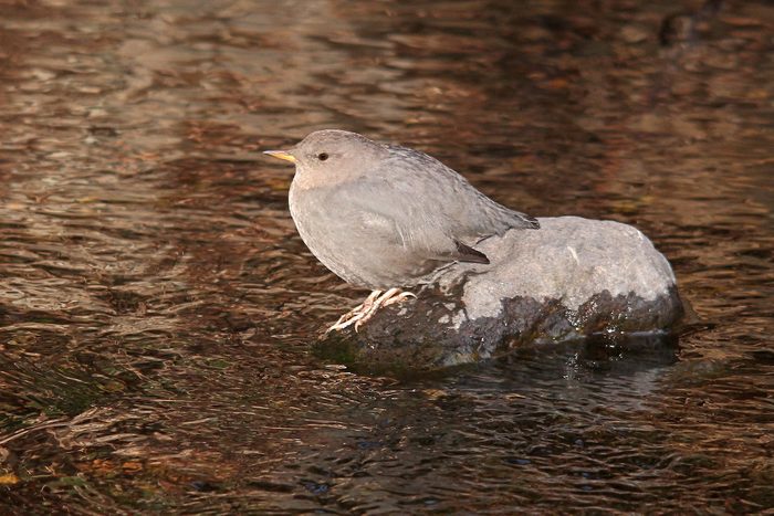 bird sounds american dipper