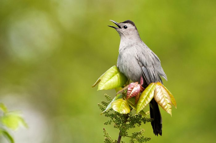 bird sounds catbird