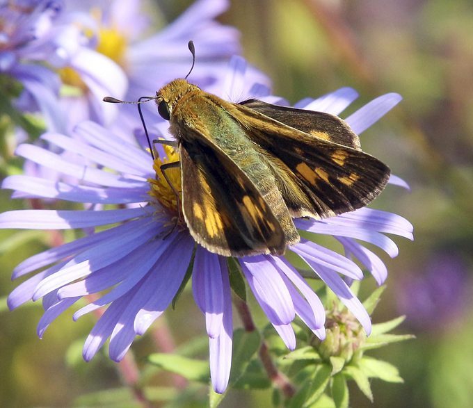 fiery skipper butterfly