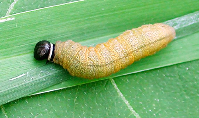 Fieryskipperlarvae