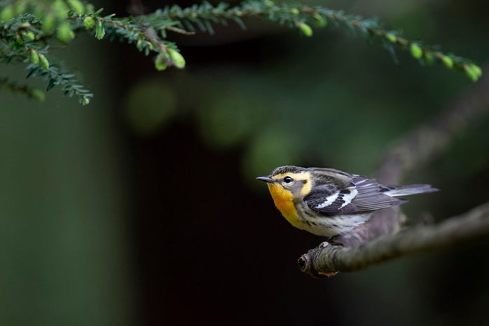Female Blackburnian Warbler