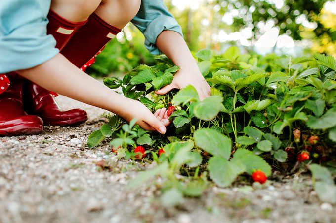 how to grow strawberries