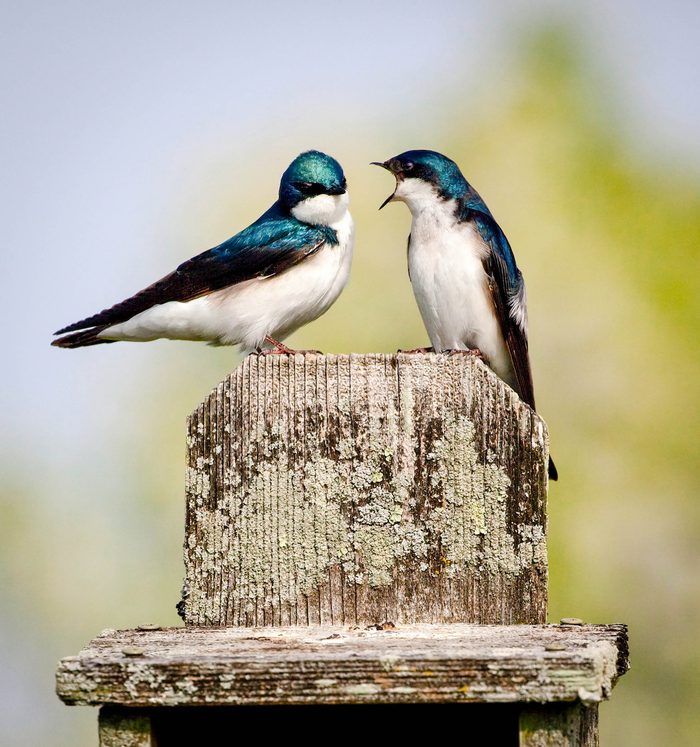 Bickering Tree Swallows