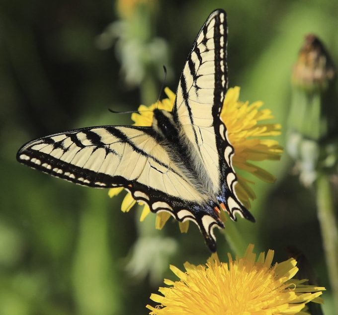 Pollinators no mow may