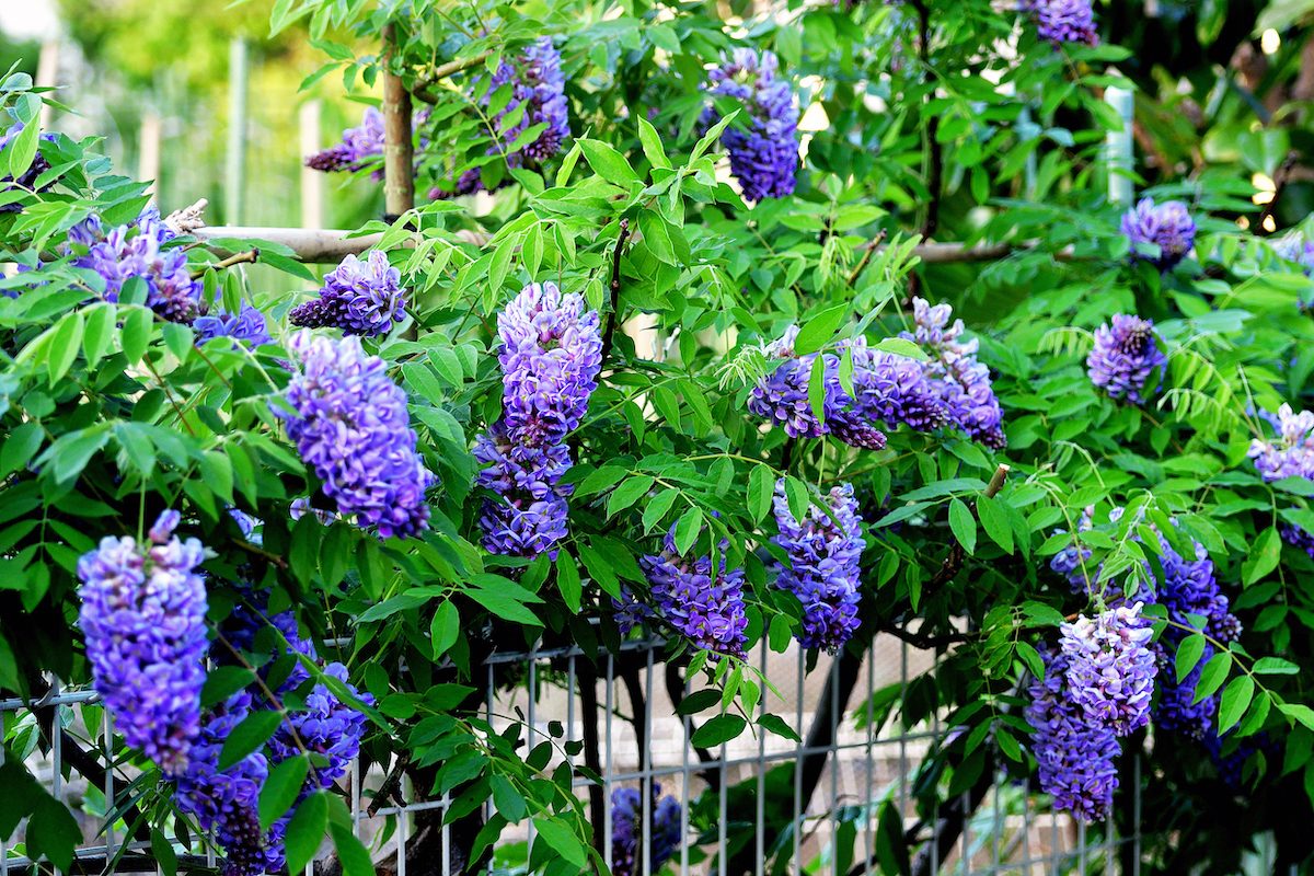 American Wisteria / Wisteria Frutescens / American Frutescens fast growing vines