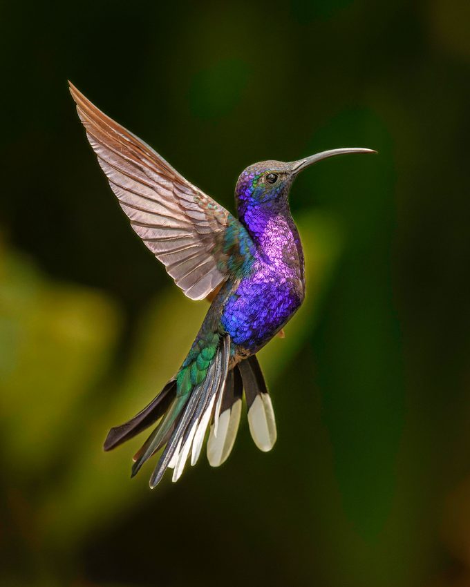 Violet Sabrewing Hovering